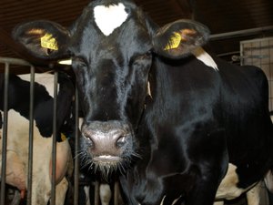 Holstein-Schwarzbunt