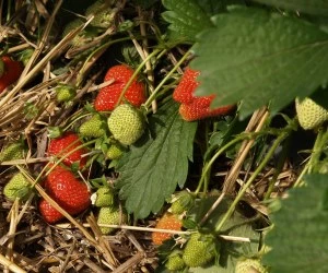 Zu kalt fr Erdbeeren