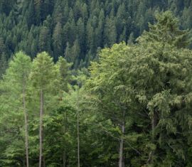 Bundeswaldinventur