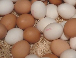 Eierproduktion 2021