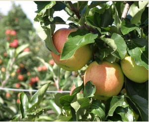 Apfelernte 2021 Niedersachsen