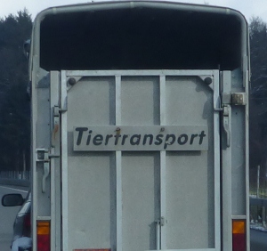 Weniger Tiertransporte