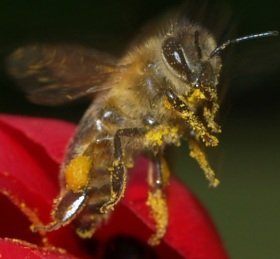 Bienenschutz in der EU