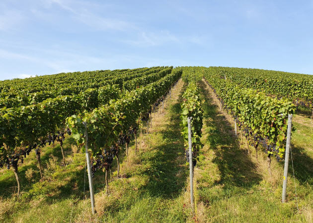Weinanbauflächen