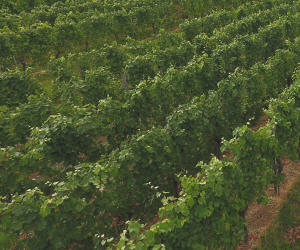 Weinanbauflächen Bayern