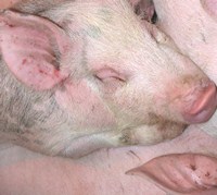 Schweinemarkt in China