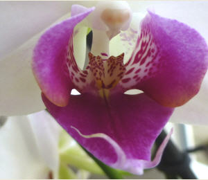 Orchideenart
