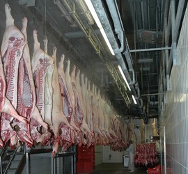 Schlachtschweinemarkt