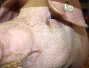 Schweinefleischproduktion