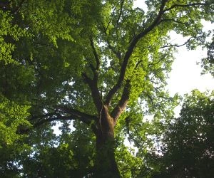 Waldzustandsbericht 2021
