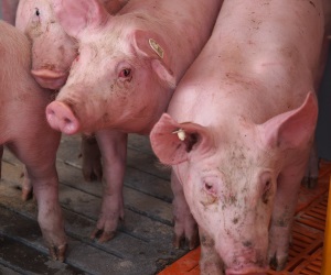Schweinebestand in Brandenburg