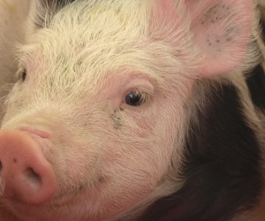 Schweinebestand China