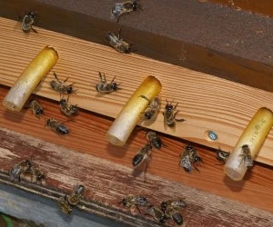 Bienenhaltung Berlin