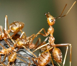 Ameisen in Haus und Garten bekämpfen
