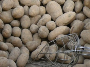 Kartoffeln aus Frankreich?