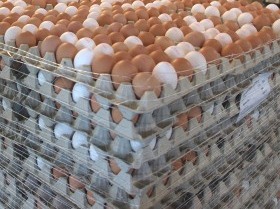 Eierproduktion 2021