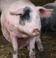 Schweinepreise NRW 15.03.2022