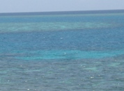 Korallenbleiche 