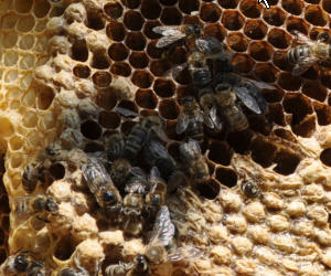 Bienengesundheit in Gefahr