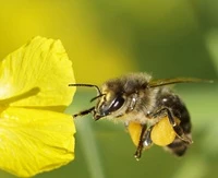 Bienen besser geschtzt?
