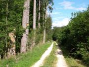 Änderung Bundeswaldgesetz