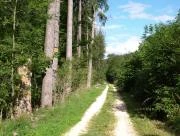 Waldzustand in Thringen