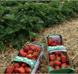 Erdbeeren aus Niedersachsen