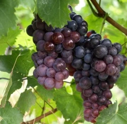 Weinanbau im Garten