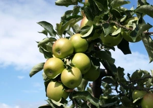 Apfelproduktion ohne Schorf