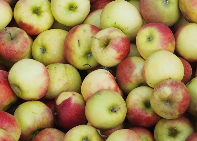 Apfelernte in Thüringen 2022
