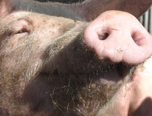 Schweinemarkt China