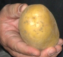 Kartoffeljahr 2015