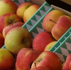 Absatz von Äpfeln stagniert in Hessen trotz guter Ernte 