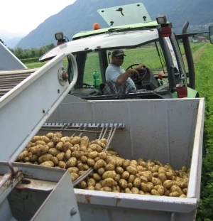Kartoffelernte 2015