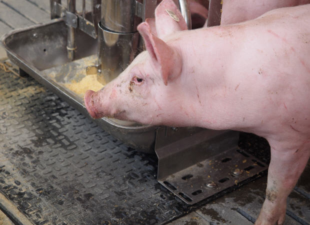 Schweinehaltung Brandenburg