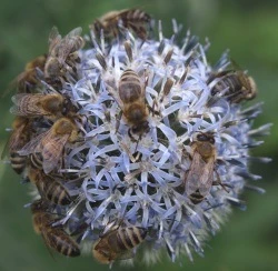 Honigbienen zu vermieten