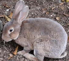 Kaninchenplage in Neuseeland