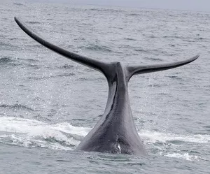 Wale schtzen