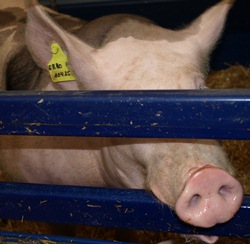 Schlachtschweinemarkt