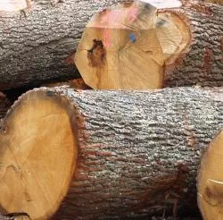 Holzwirtschaft in Niedersachsen