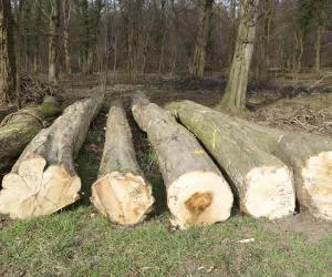 Holzeinschlag in Baden-Wrttemberg