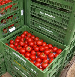 Tomatenknappheit Großbritannien