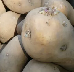 Pflanzguterzeugung Kartoffel