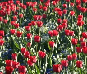 Blumenbranche Niederlande