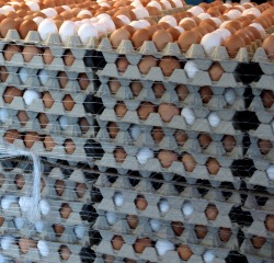 Eierproduktion Sachsen 2022