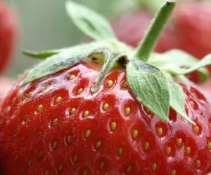 Erdbeeren selbst pflcken