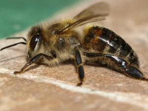 Bienen schützen