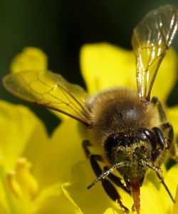 Biene auf Nektarsuche