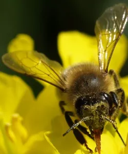 Bienen in Deutschland schtzen