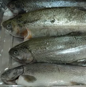 Fischkonsum 2014